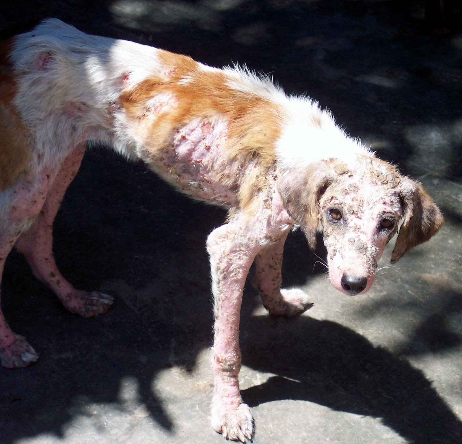 This is Fresia^^^ A typical rescue dog - Un perro típico de rescate - Flickr - AmazonCARES.jpg